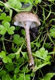 Clitocybe trulliformis image