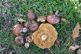 Suillus luteus image