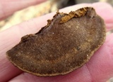 Phellinus gilvus image