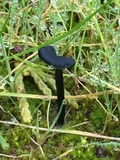 Arrhenia chlorocyanea image