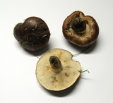 Tricholoma fracticum image