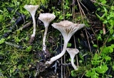 Clitocybe trulliformis image