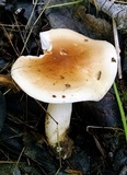 Hygrophorus roseobrunneus image
