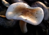 Hygrophorus roseobrunneus image