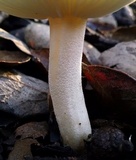 Hygrophorus roseobrunneus image