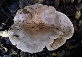 Lactarius argillaceifolius var. megacarpus image