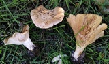 Clitocybe brunneocephala image