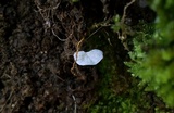 Tetrapyrgos subdendrophora image