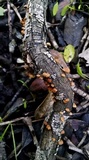 Simocybe haustellaris image