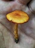 Gymnopilus thiersii image