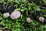 Clitocybe trulliformis image
