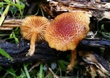 Gymnopilus thiersii image