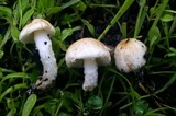 Lepiota erminea image