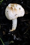 Lepiota erminea image