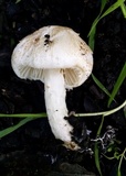 Lepiota erminea image