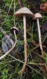Psathyrella prona image