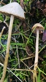 Psathyrella prona image