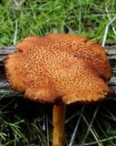 Gymnopilus thiersii image