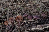 Pseudobaeospora deckeri image