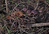 Pseudobaeospora deckeri image
