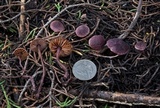 Pseudobaeospora deckeri image