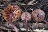 Pseudobaeospora deckeri image