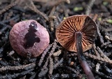 Pseudobaeospora deckeri image