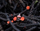 Pseudopithyella minuscula image