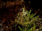 Bryoria tortuosa image