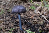 Leptonia pigmentosipes image