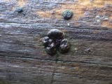 Trichoderma citrinoviride image