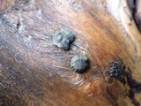 Trichoderma citrinoviride image