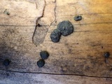Trichoderma citrinoviride image