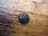 Trichoderma citrinoviride image