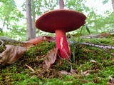 Boletus carminiporus image