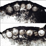 Trichoderma citrinoviride image