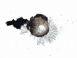 Trichoderma citrinoviride image