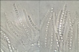 Trichoderma citrinoviride image