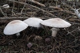 Agaricus hondensis image
