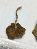 Pholiota polychroa image