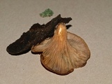 Panus conchatus image