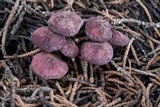 Pseudobaeospora deckeri image