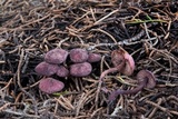 Pseudobaeospora deckeri image