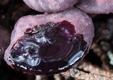 Pseudobaeospora deckeri image
