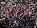 Pseudobaeospora deckeri image