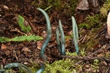 Microglossum viride image