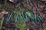 Microglossum viride image