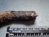 Eriopezia caesia image
