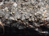Eriopezia caesia image