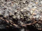 Eriopezia caesia image